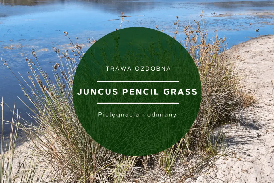 juncus pencil grass