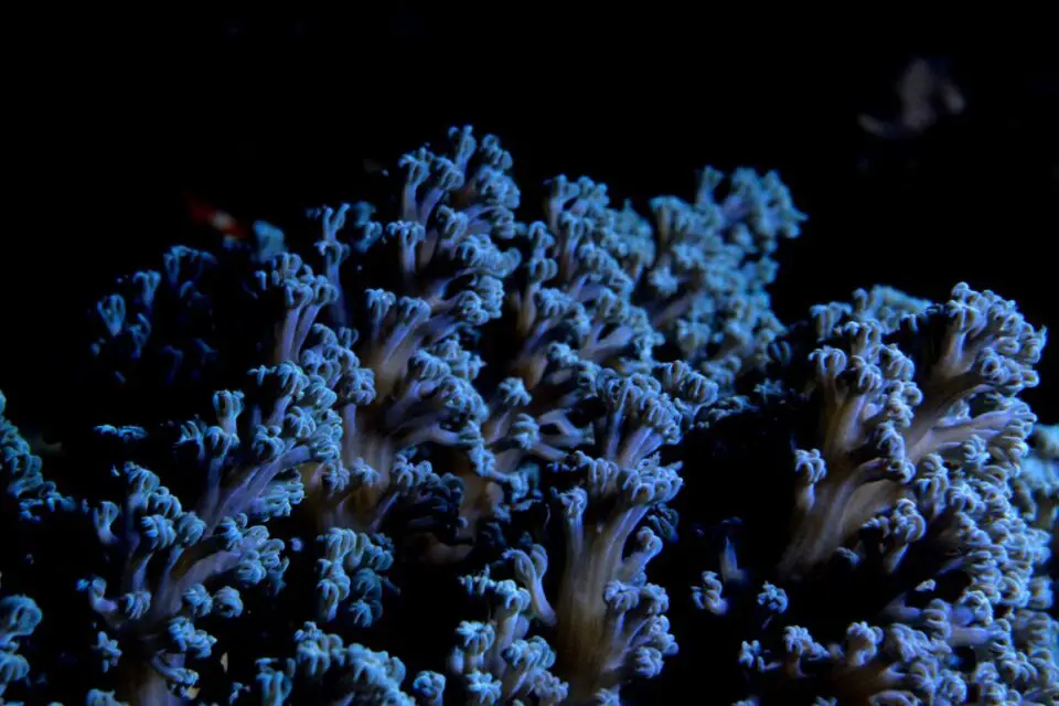 kalina koralowa