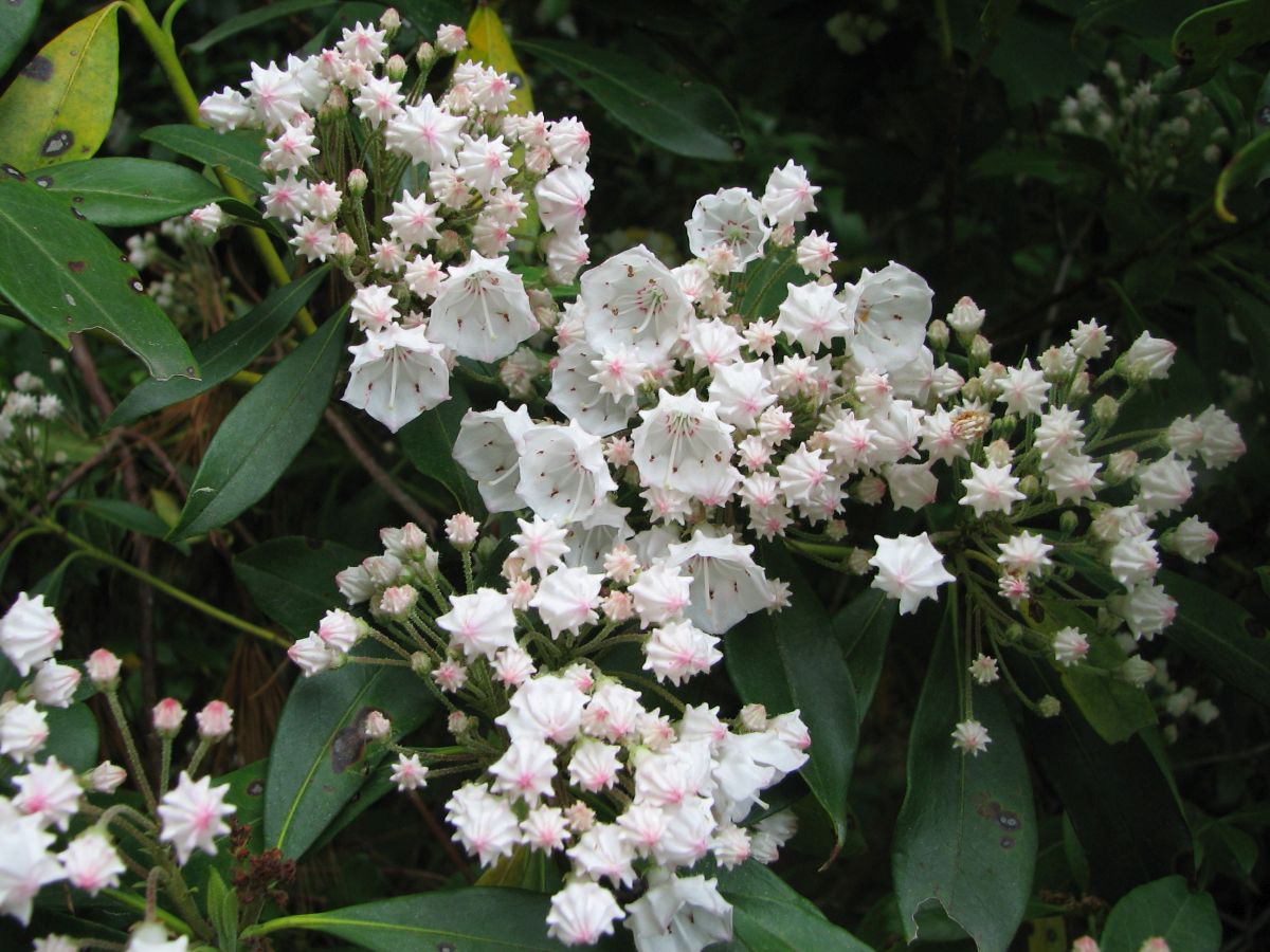 Kalmia szerokolistna i wąskolistna – uprawa i warunki glebowe - gardeneo