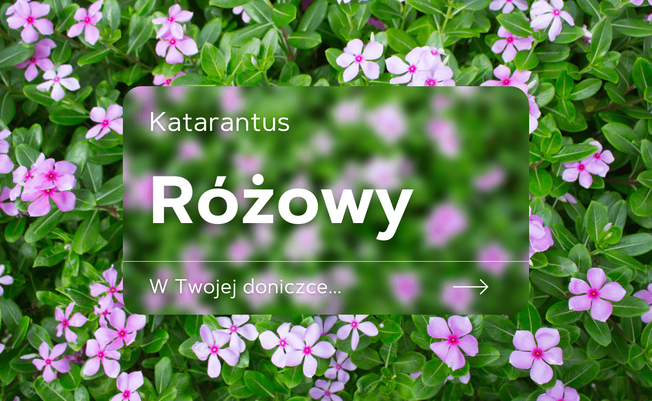 katarantus różowy catharanthus roseus
