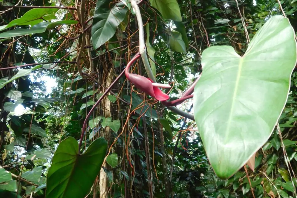 philodendron erubescens pink princess 