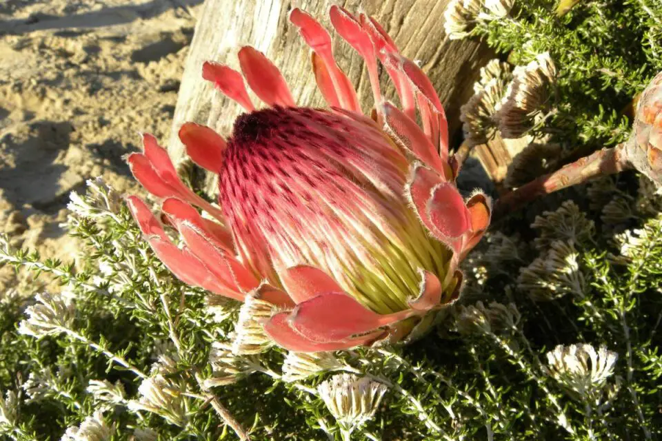protea królewska
