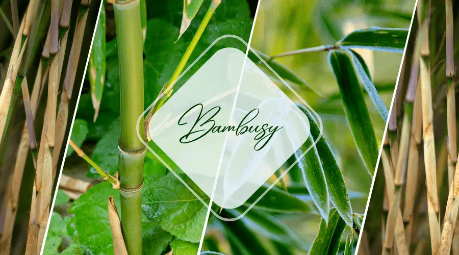trawy zimozielone - bambusy