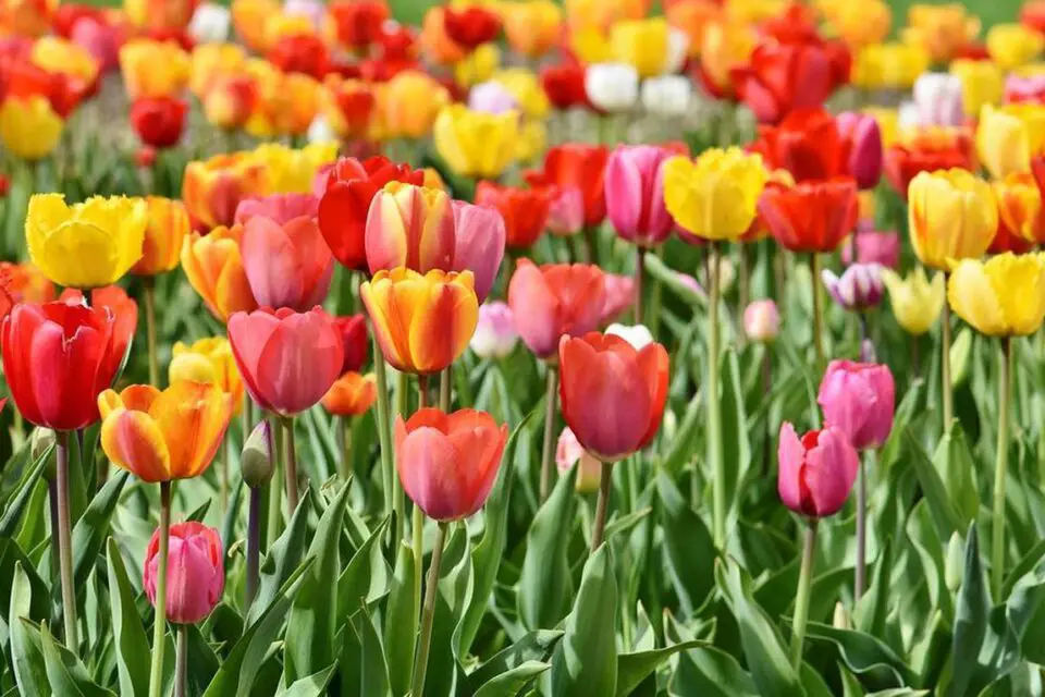 tulipany piwoniowe