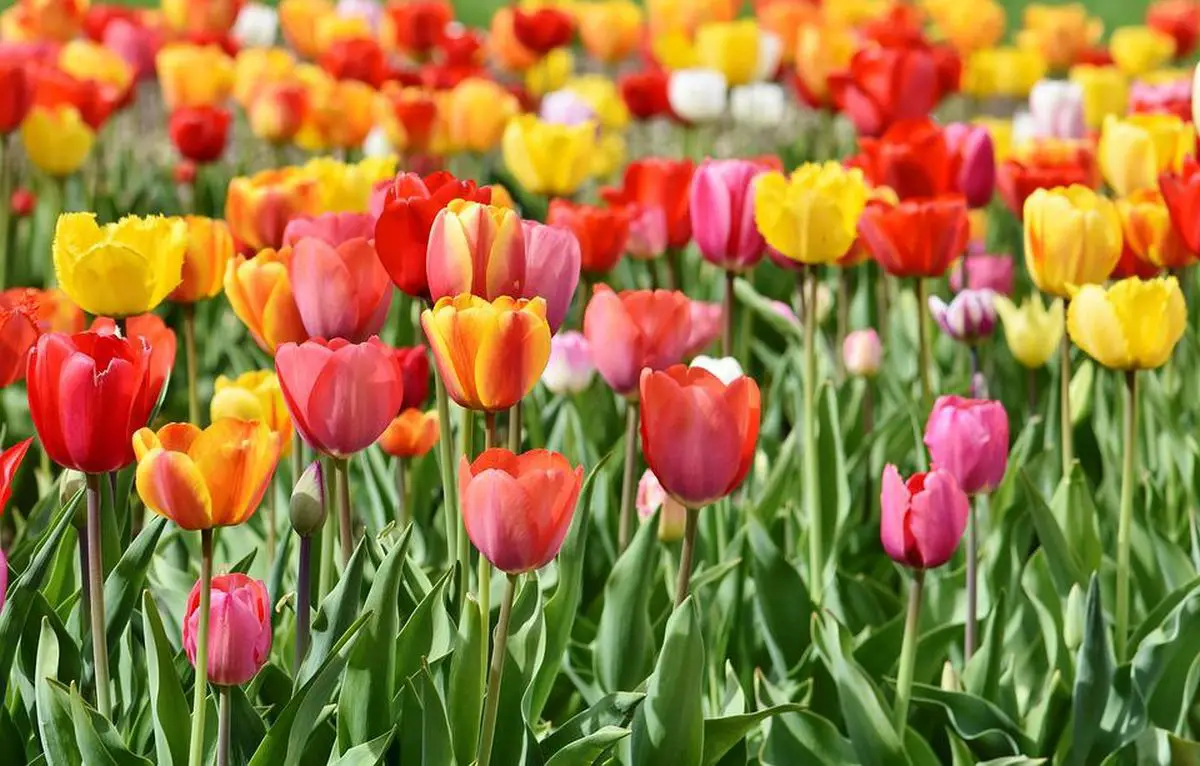 tulipany piwoniowe