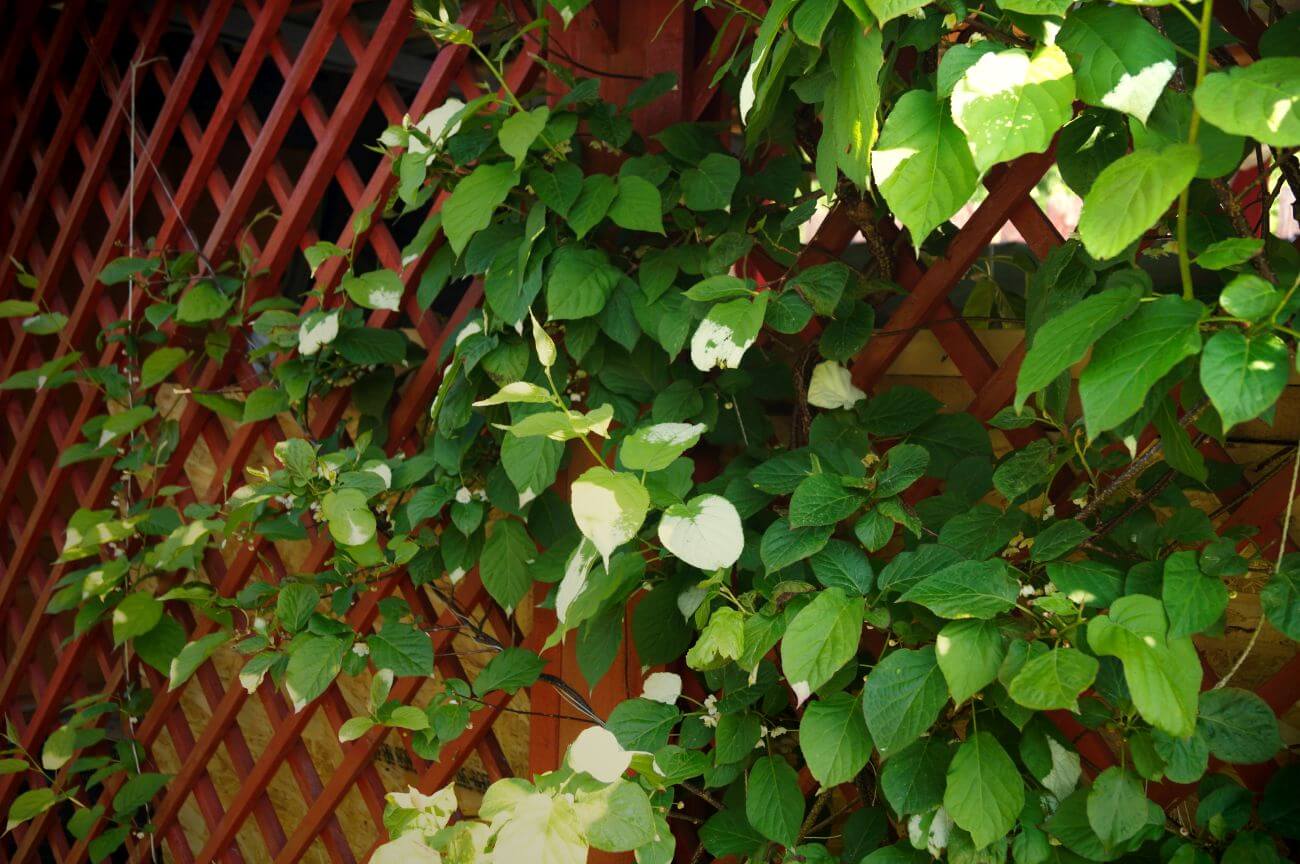 Aktinidia (Actinidia) – zobacz, jak uprawiać owocowe pnącze - gardeneo