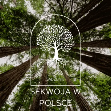 sekwoja w Polsce