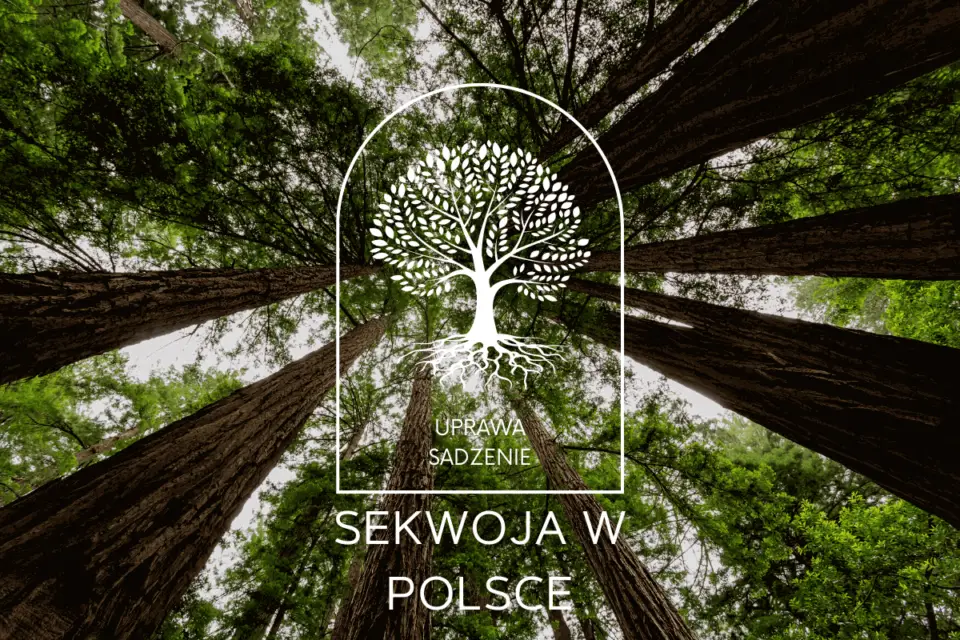 sekwoja w Polsce