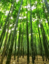bambusy