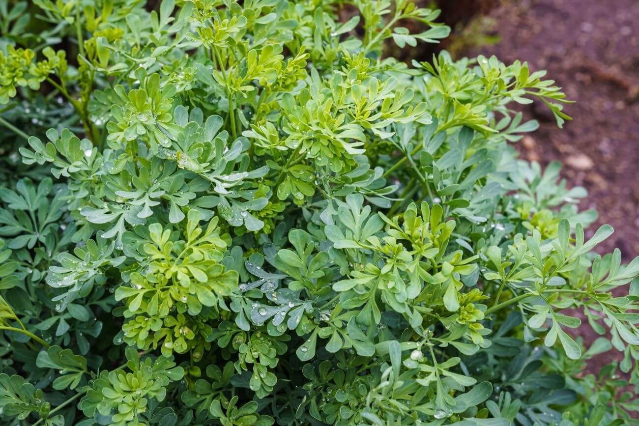 Ruta zwyczajna zobacz informacje o uprawie tego ziela! gardeneo