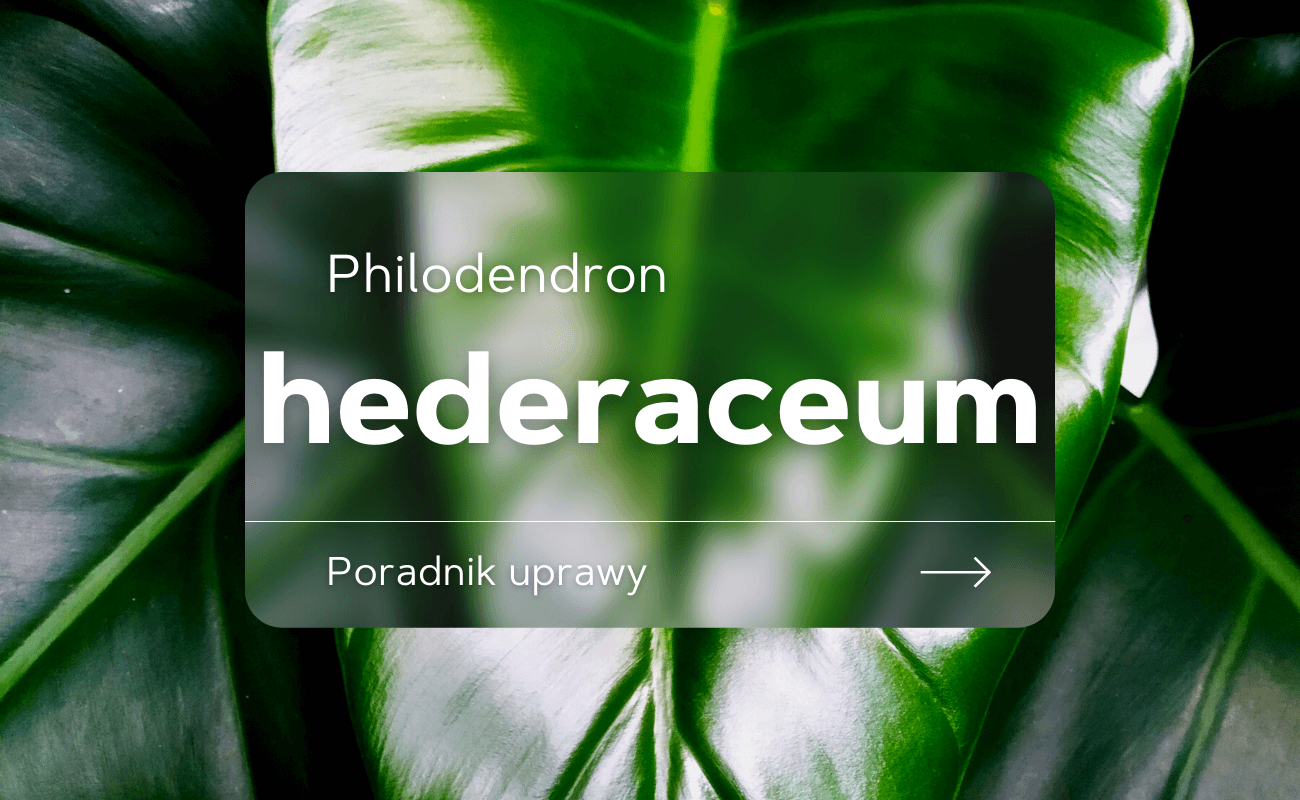 philodendron hederaceum