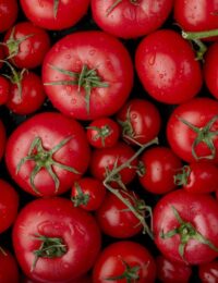 zaraza ziemniaczana na pomidorach