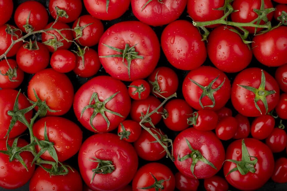 zaraza ziemniaczana na pomidorach