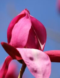 magnolia genie