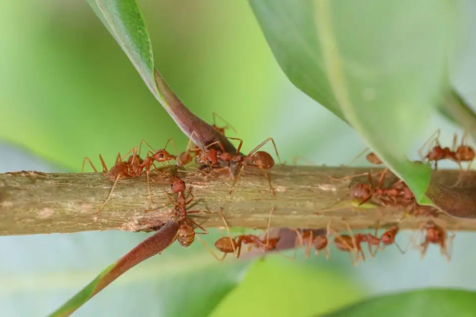 naturalny wróg mrówek
