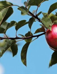 odmiany jabłoni