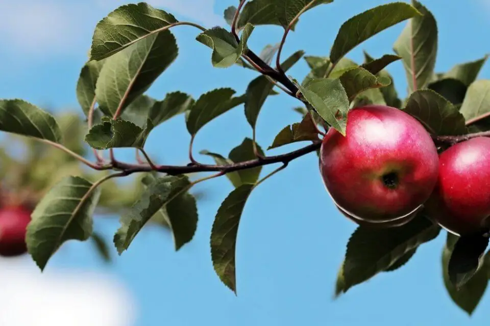 odmiany jabłoni