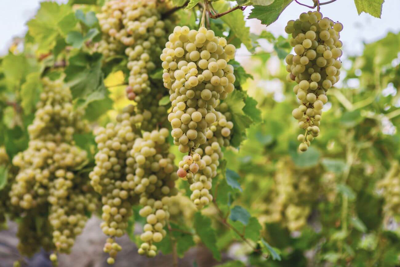 jak przyciąć winogrona jesienią