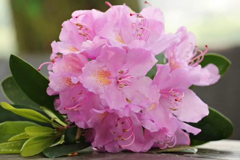 Jak zabezpieczyć rododendron na zimę