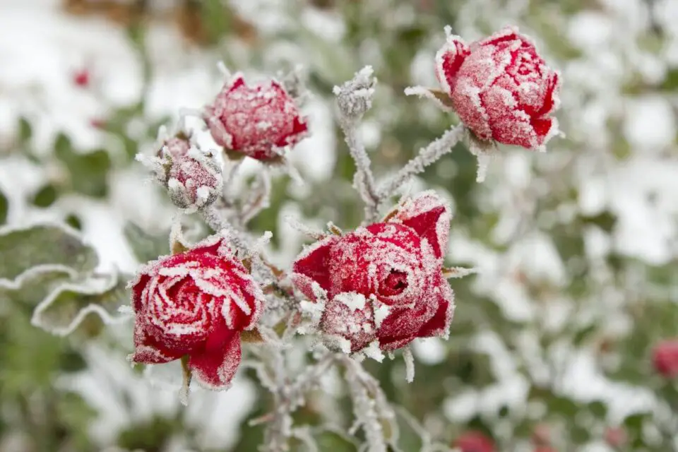Jak zabezpieczyć róże na pniu na zimę