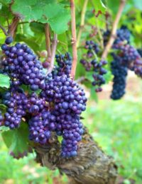 Jak zabezpieczyć winogron na zimę