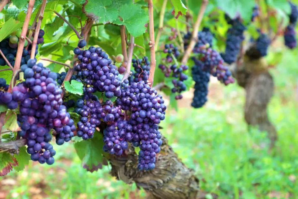 Jak zabezpieczyć winogron na zimę