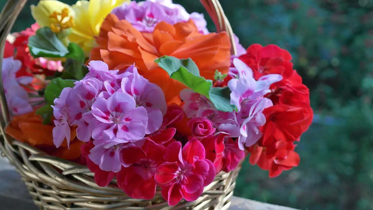 nawóz do pelargonii