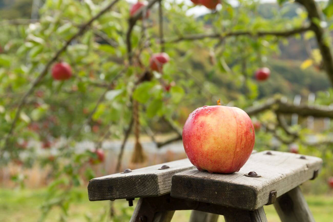 przycinanie jabłoni jesienią
