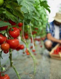 najsmaczniejsze odmiany pomidorów