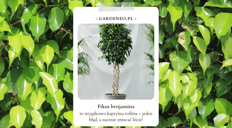 Fikus beniamin – kapryśna roślina z Azji