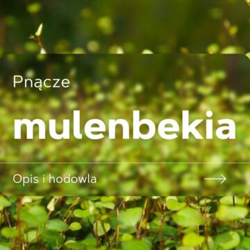 mulenbekia