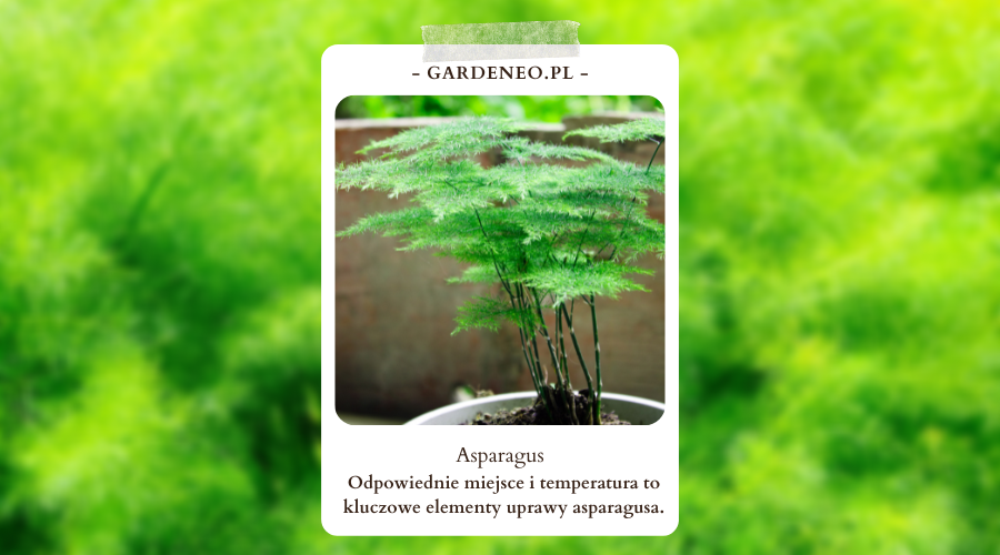 Asparagus – choroby, które mogą mu się zdarzyć