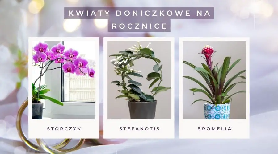 Kwiaty doniczkowe na rocznicę: storczyk, stefanotis, bromelia.