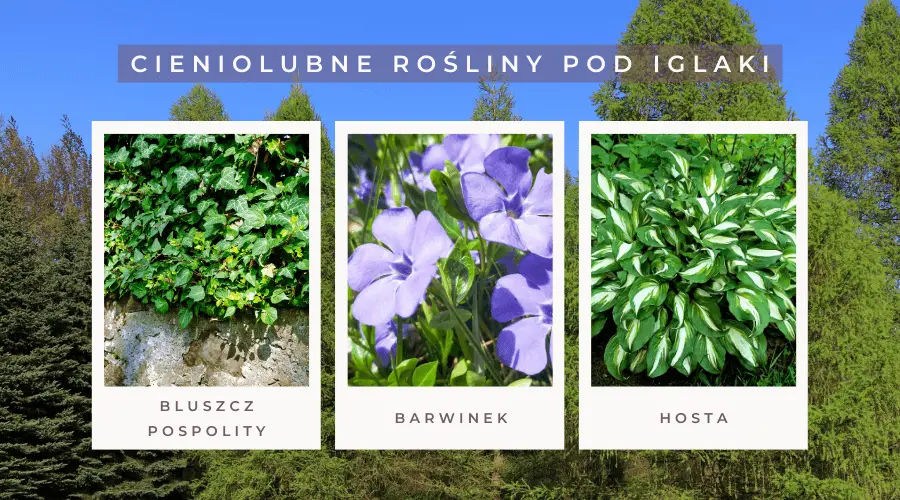 Najlepsze cieniolubne rośliny pod iglaki: bluszcz pospolity, barwinek, hosta.