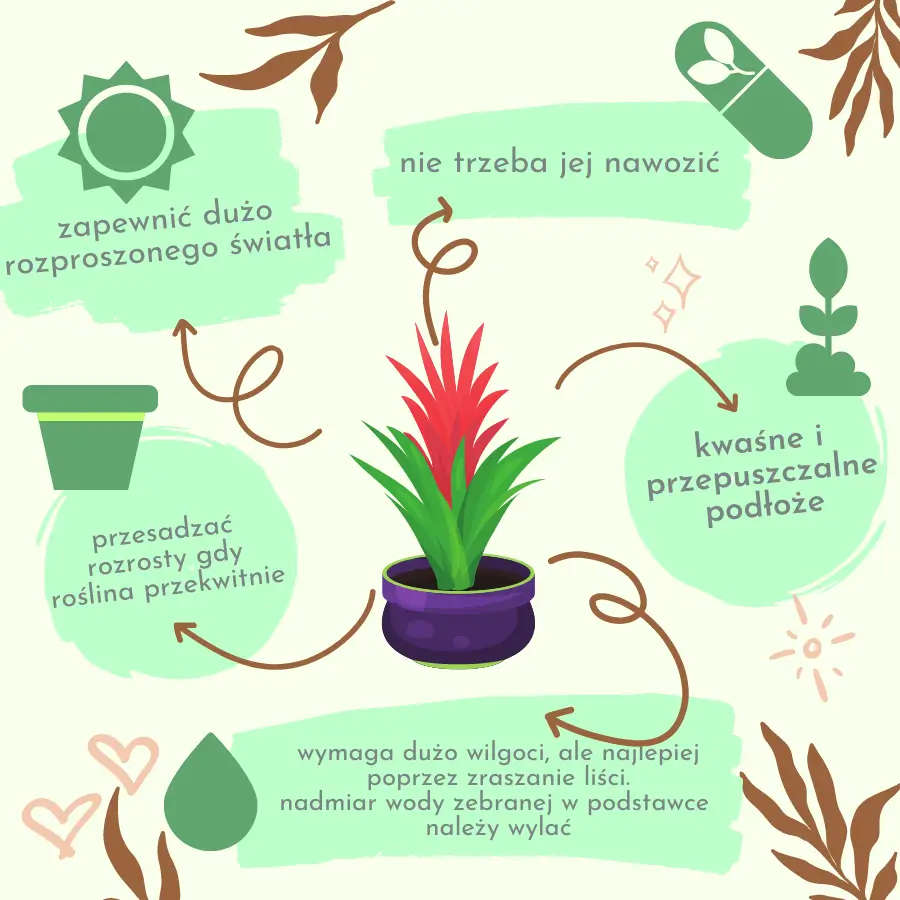 Guzmania ‘Hope’ – jak dbać o roślinę