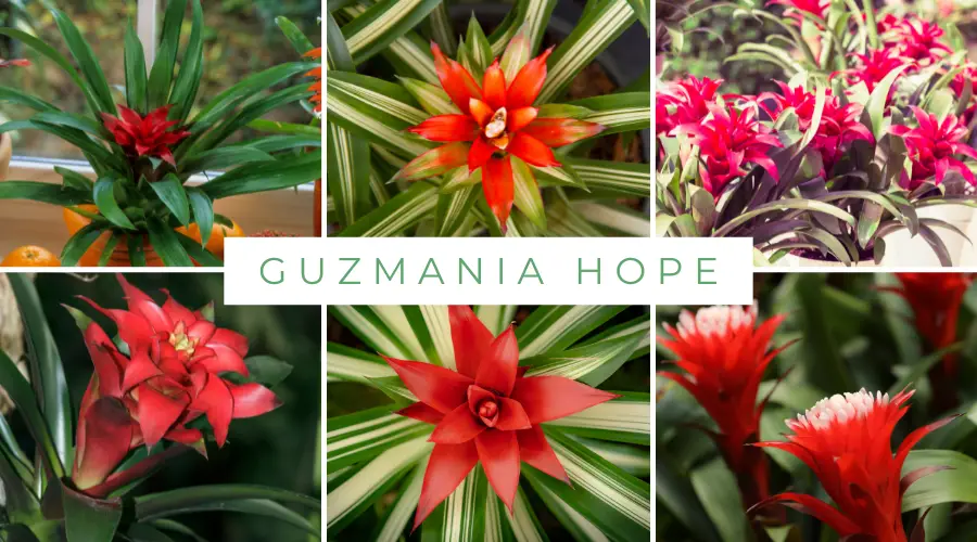 Guzmania ‘Hope’ – kwiat 