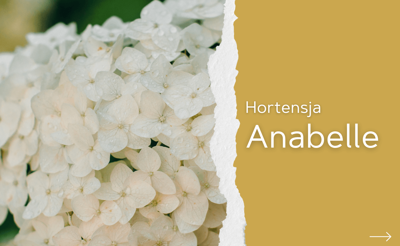 Hortensja Anabelle