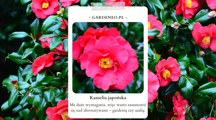 Kamelia japońska ma duże wymagania, więc warto zastanowić się nad alternatywami – gardenią czy azalią.