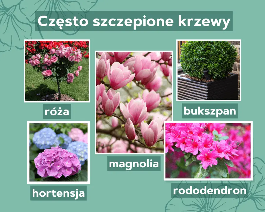 Często szczepione krzewy: róża, hortensja, magnolia, bukszpan, rododendron.