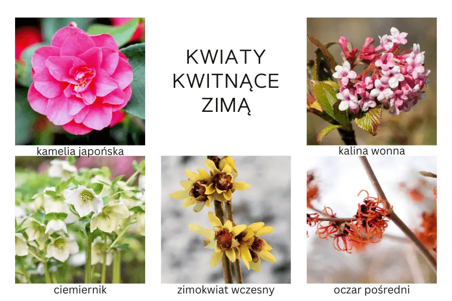 Kwiaty kwitnące zimą: kamelia japońska, kalina wonna, ciemiernik, zimokwiat wczesny, oczar pośredni.