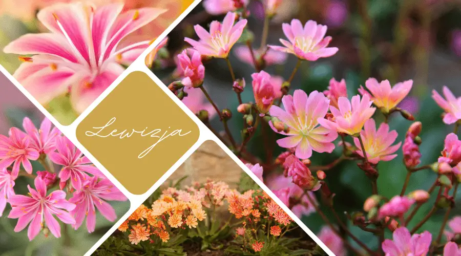 Lewizja (Lewisia) – roślina o przepięknym kwitnieniu