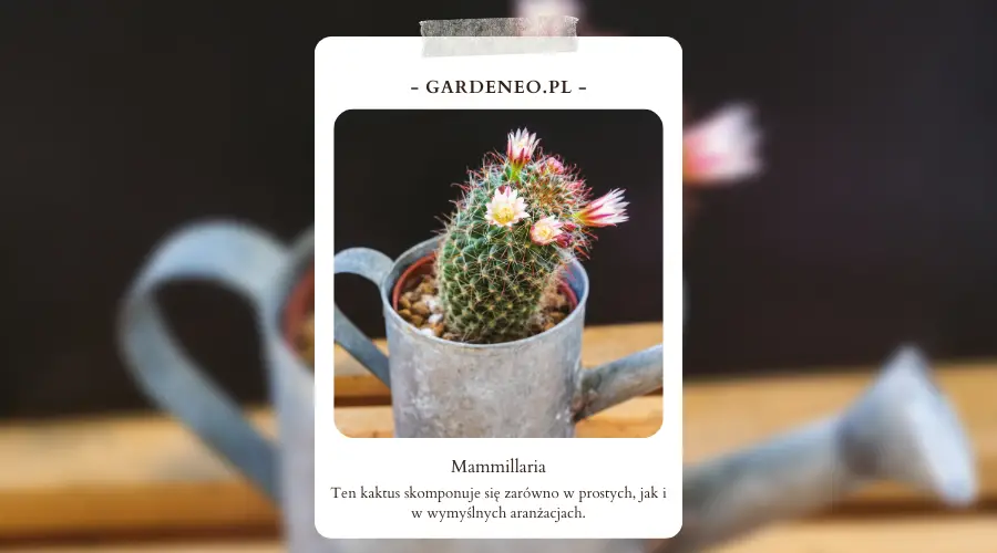 Mammillaria – jak prawidłowo dbać o kaktusy