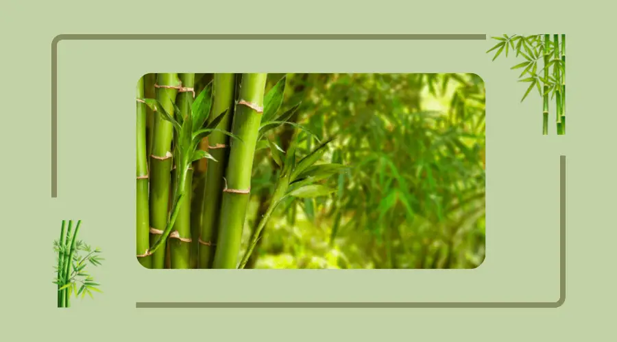 najszybciej rosnąca roślina na świecie: bambus