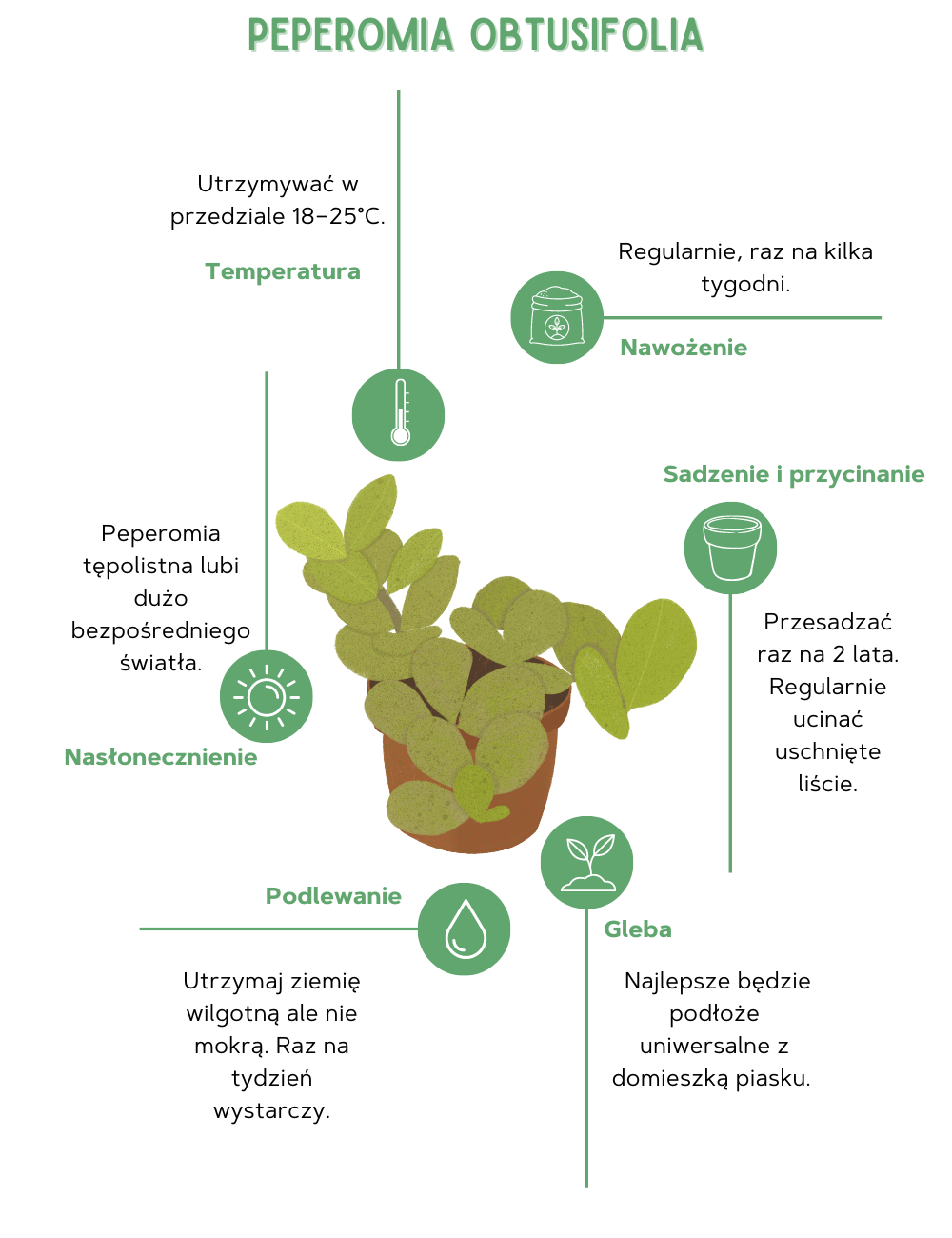 Peperomia obtusifolia – uprawa — jakiego typu podłoże sprawdzi się najlepiej