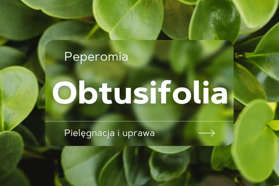 Peperomia Obtusifolia