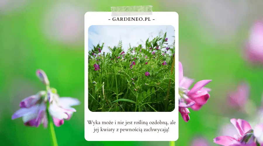 na zdjęciu roslina motylkowa wyka 
tekst: wyka może i nie jest rośliną ozdobną, ale jej kwiaty z pewnością zachwycają!