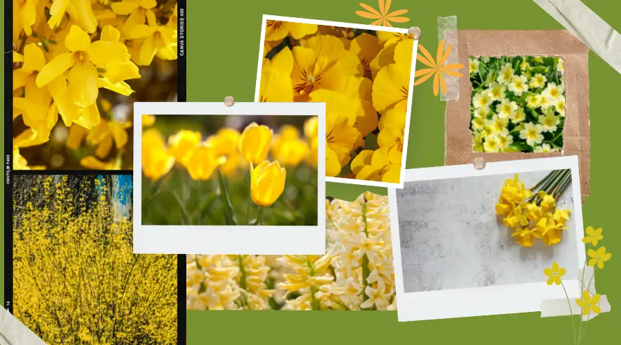 Żółte kwiaty wiosenne – hiacynt