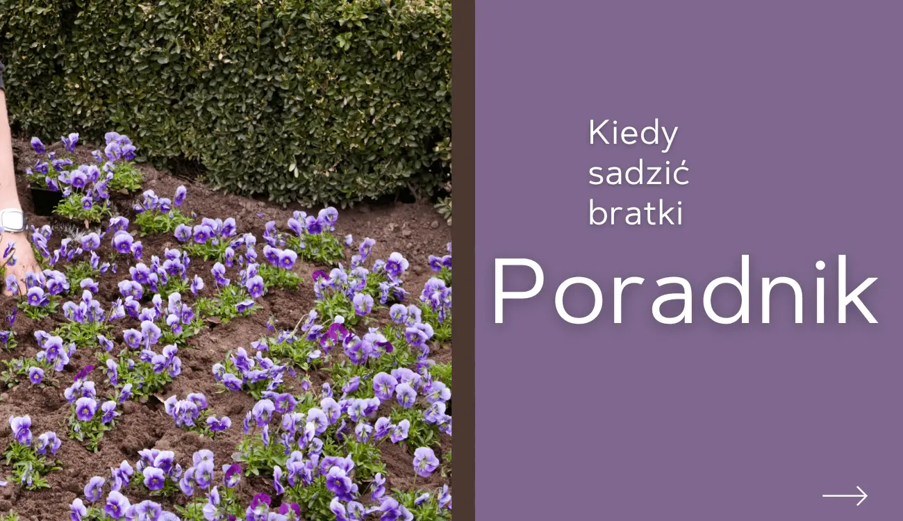 bratki kiedy sadzić