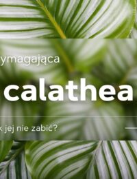 calathea