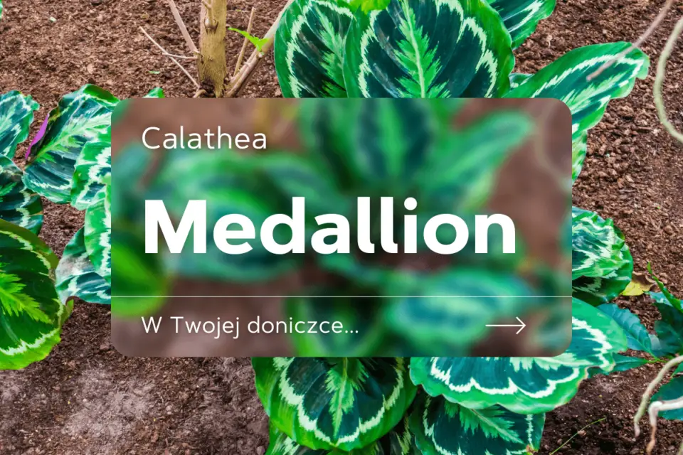 calathea medallion
